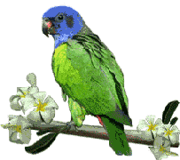 Ptaki - papouch 5.gif