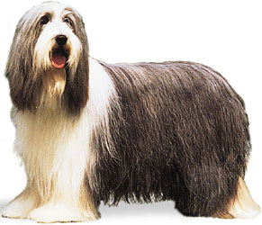 rasy psów - bearded collie.jpg