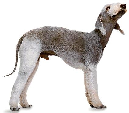 RASY PSÓW - bedlington terrier.bmp