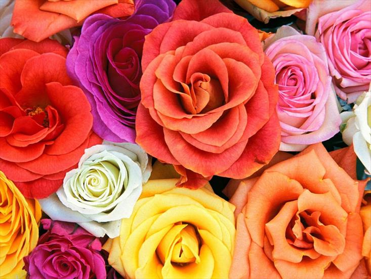 3 róże - Kwiaty_Roses008.jpg