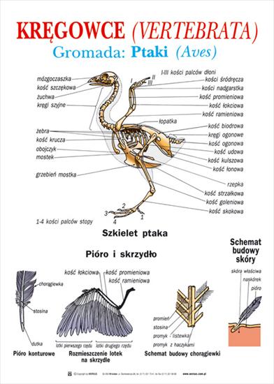 Biologia - kserówki - Gromada ptaki.jpg