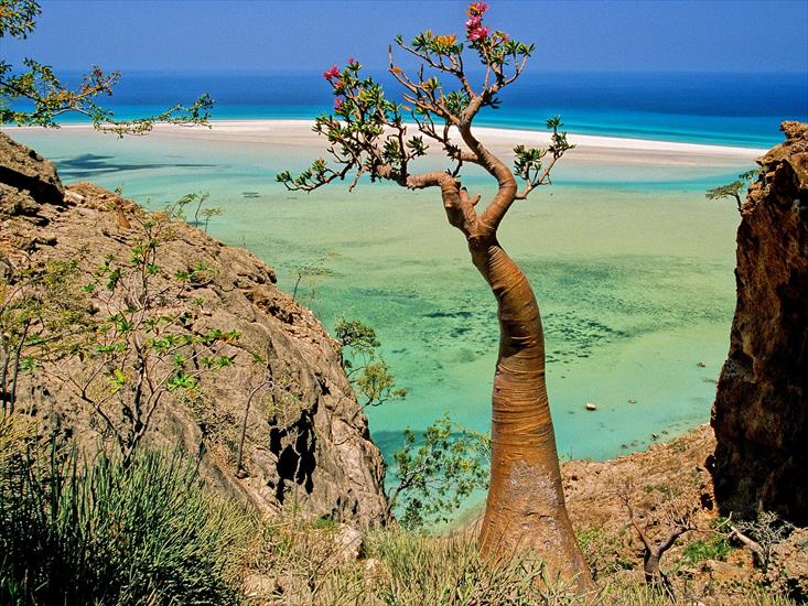 WIDOKI - Bottle Tree, Qalansia Beach and Lagoon, Socotra Island, Yemen.jpg