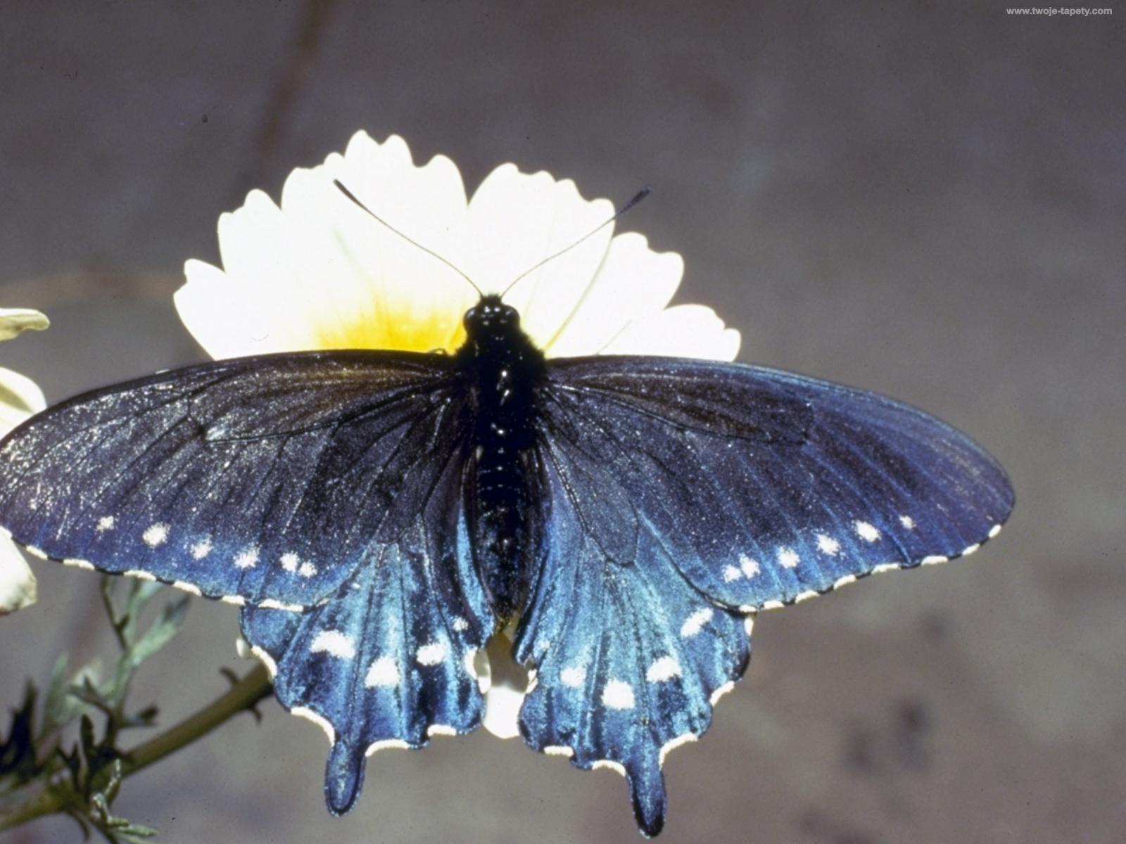 motyl-niebieski - 6400116001200pa-krlow.jpg