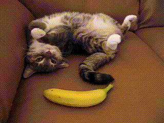 Animowane - Cat-Gets-Scared-by-Banana.gif