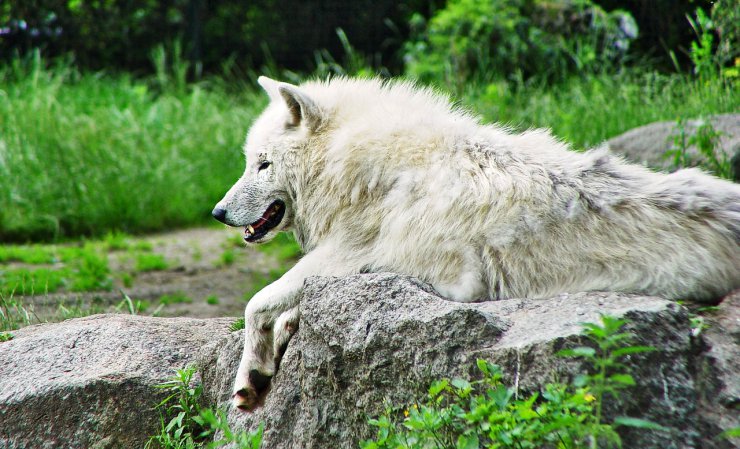 - wilcza wataha - wilk arktyczny.jpg
