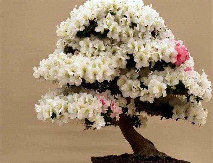 BONSAI DRZEWKA - Drzewko bonsai.JPG