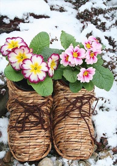 wiosna1 - kwiatuszki_zima.jpg