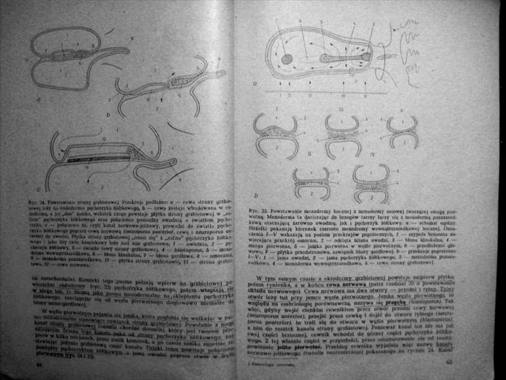 embriologia ostrowski - P6190591.JPG