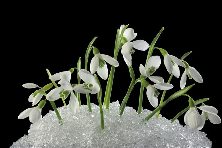 100-Flowers - Snowdrops-under-ice.png