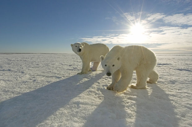 Matczyna Miłość - polar-bears-sun_1811592i.jpg