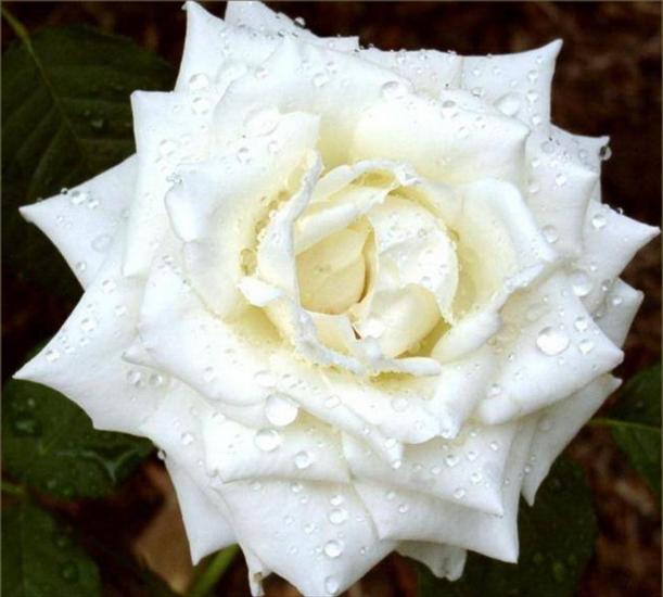 OTULONA-WIATREM - O-W róża biała olbrz.1.bmp