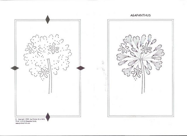 kwiaty - agapanthas 3.JPG