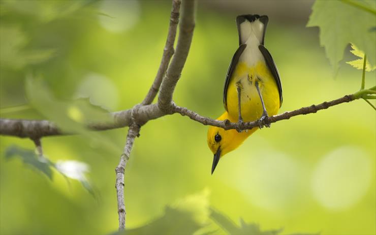Tapety na pulpit - yellow bird.jpg