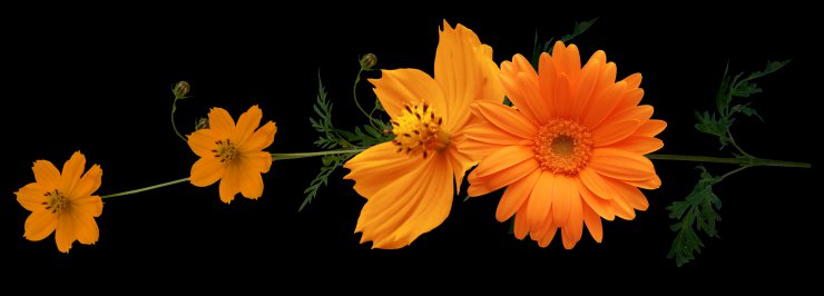 Autumn flowers - 1.png