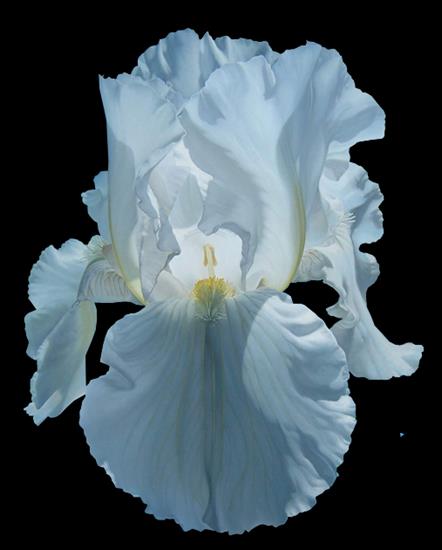 Irysy -  kwiaty kwiatuszki 41.png