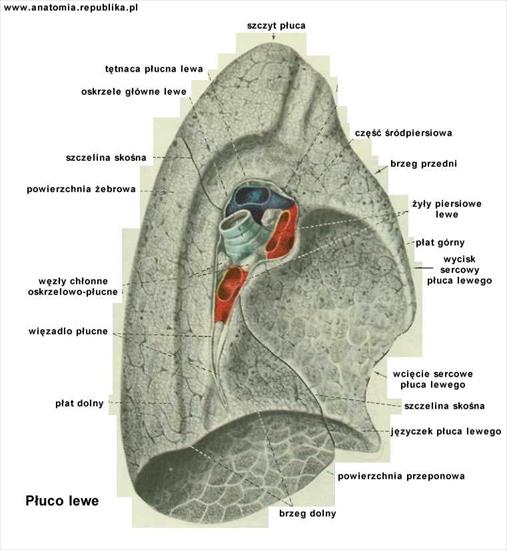 anatomia - 19-2.jpg