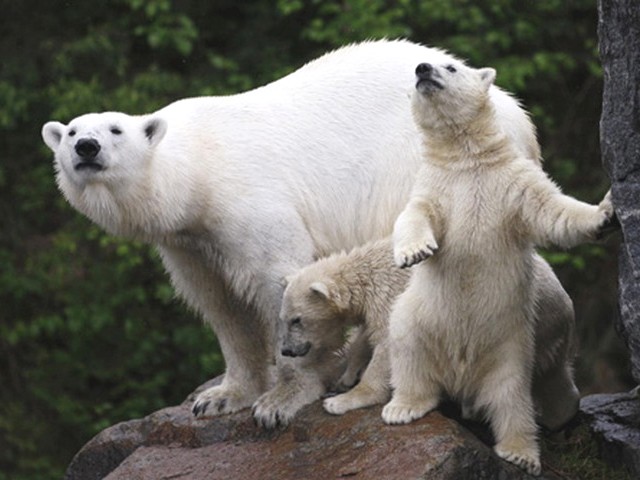 Matczyna Miłość - Polar-Bear-Cubs-with-Mother.jpg