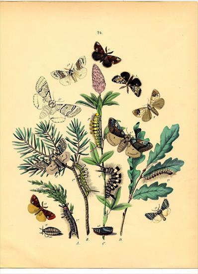 kwiaty decoupage - bohemian-moths-graphicsfairy006sm.jpg
