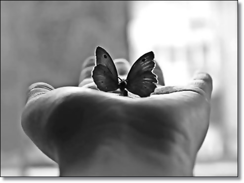 - magia motyla - motyl na dłoni.jpg