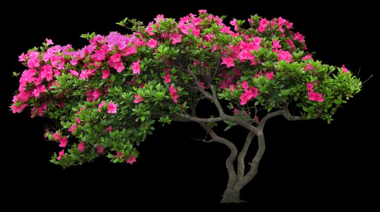     drzewa  kwitnące - 0_8ea25_303d7035_XL.png
