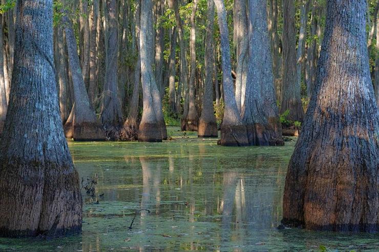 Jezioro Caddo-Luizjana-Teksas - izumitelnyie-kiparisyi-ozera-kaddo_6.jpg