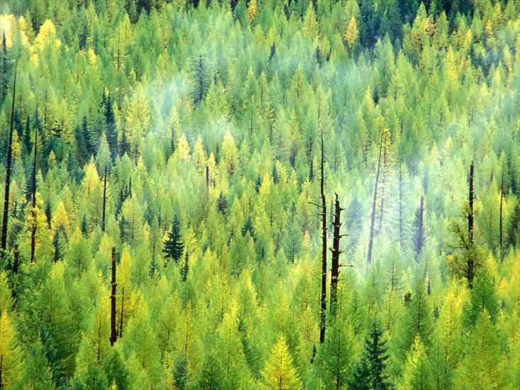 Krajobrazy Natura - A Forest is Born After the Fire, Glacier National Park, Montana.jpg