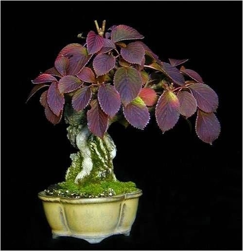 Bonsai - Obraz43.jpg