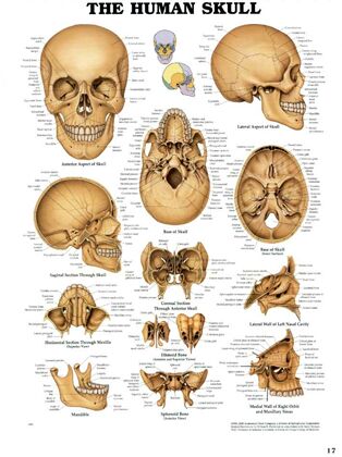 Plansze Anatomiczne - Plansza anatomiczna czaszka-2.jpg