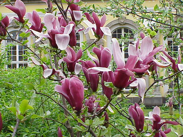 Magnolia - Magnolia liliiflora - Magnolia purpurowa.jpg